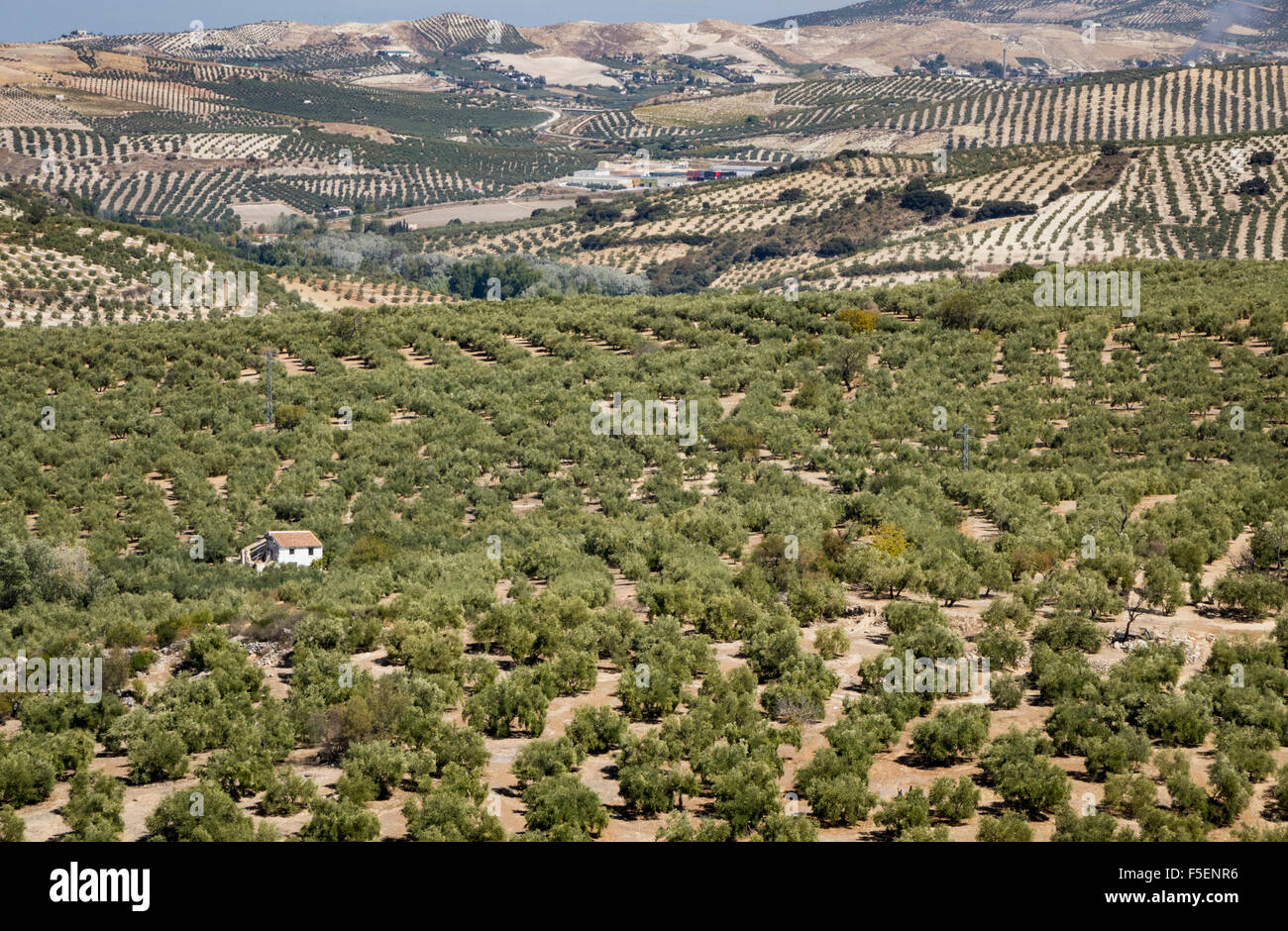 Olivos en Andalucía en el sur de España, Europa Foto de stock