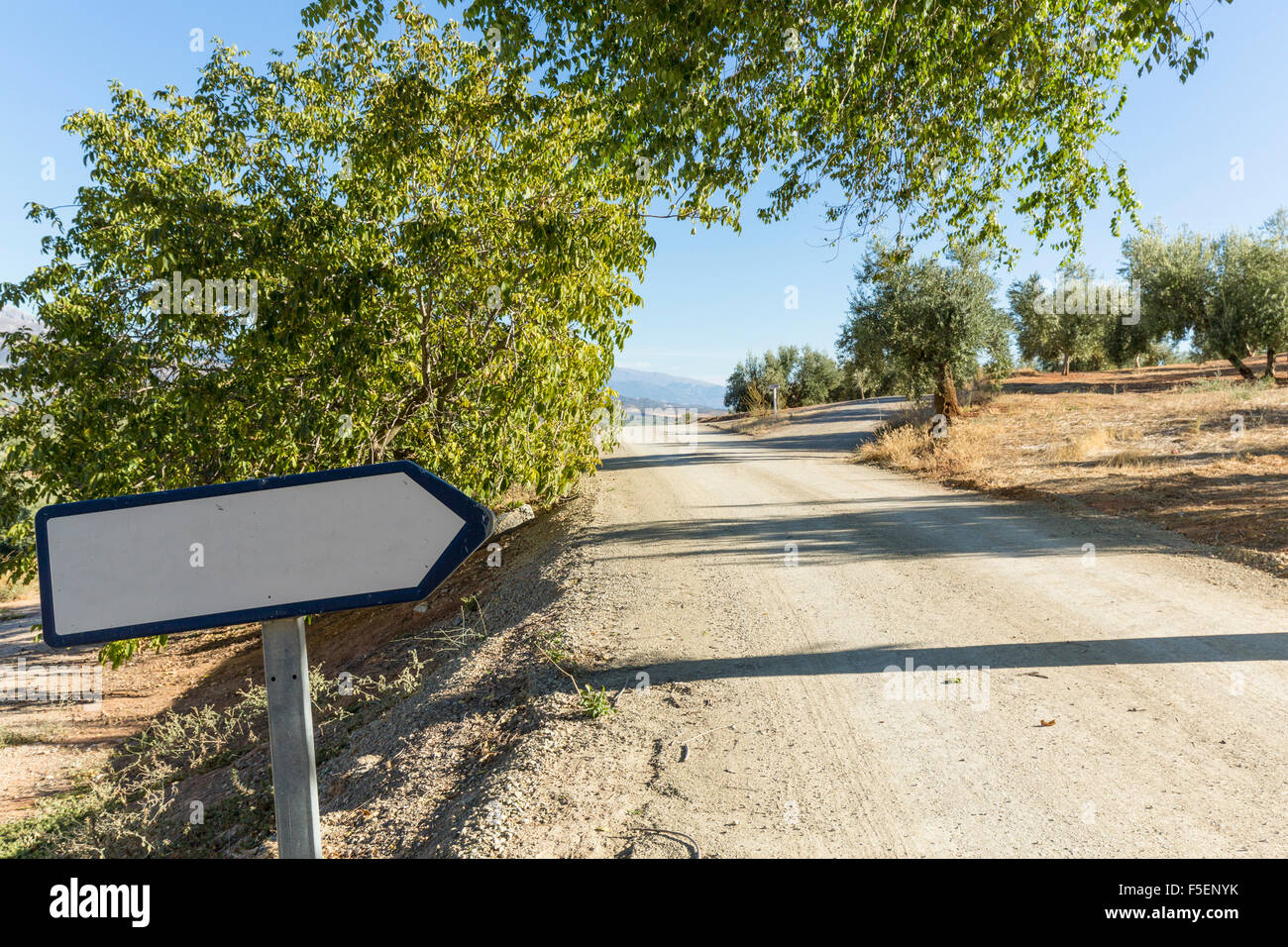 Señal de carretera en blanco al lado de una carretera rural con olivos, Europa Foto de stock