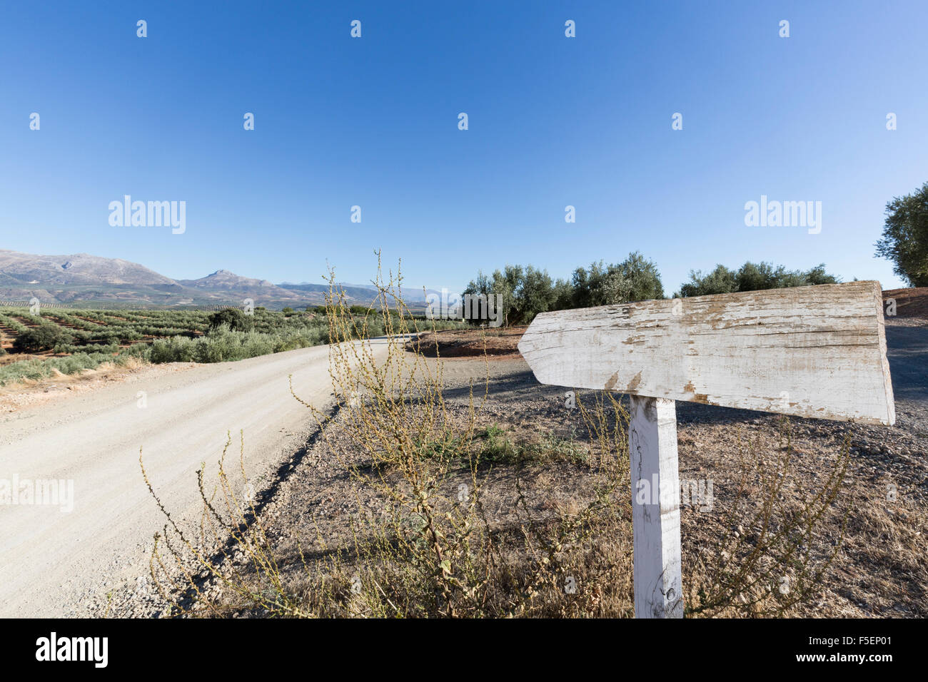 Señal de carretera en blanco al lado de una carretera rural con olivos y montañas en la distancia, Europa Foto de stock