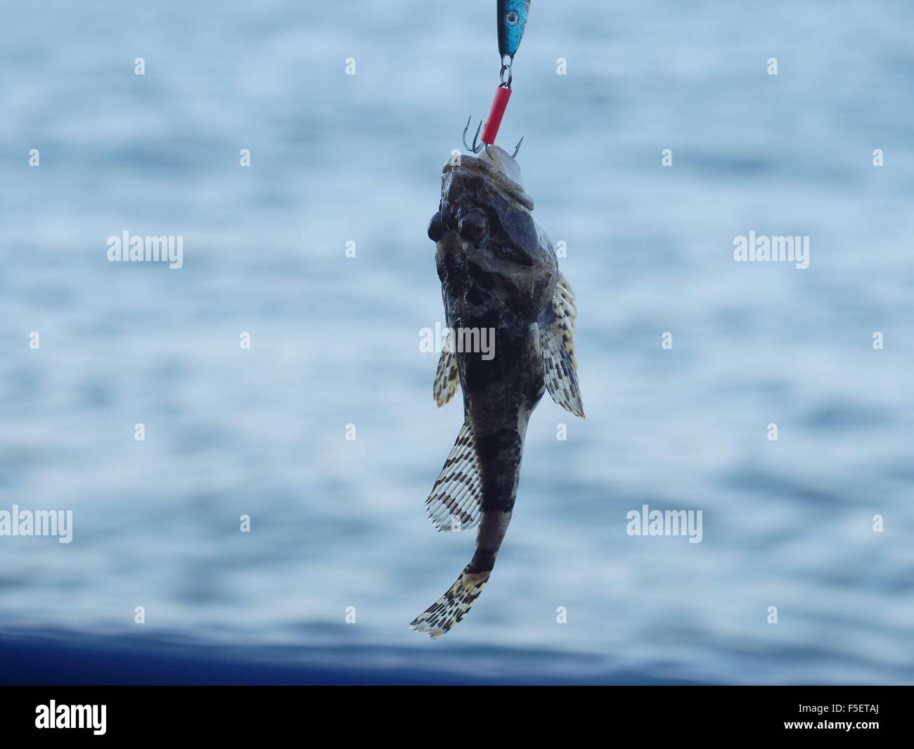 Pescados de Mar Lophius piscatorius en caña de pescar Fotografía de stock -  Alamy