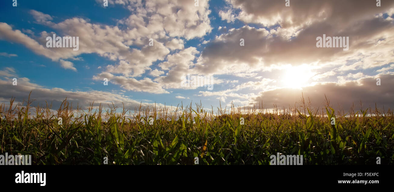 Campo de maíz verde al atardecer Foto de stock