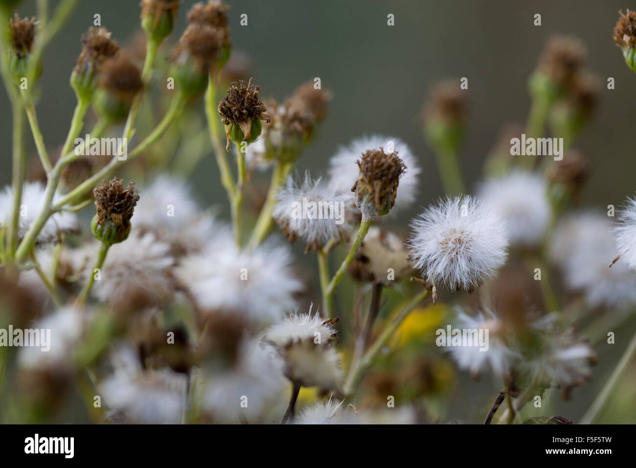 La hierba cana cabezas de semillas; Senecio jacolaea Cornwall; UK Foto de stock