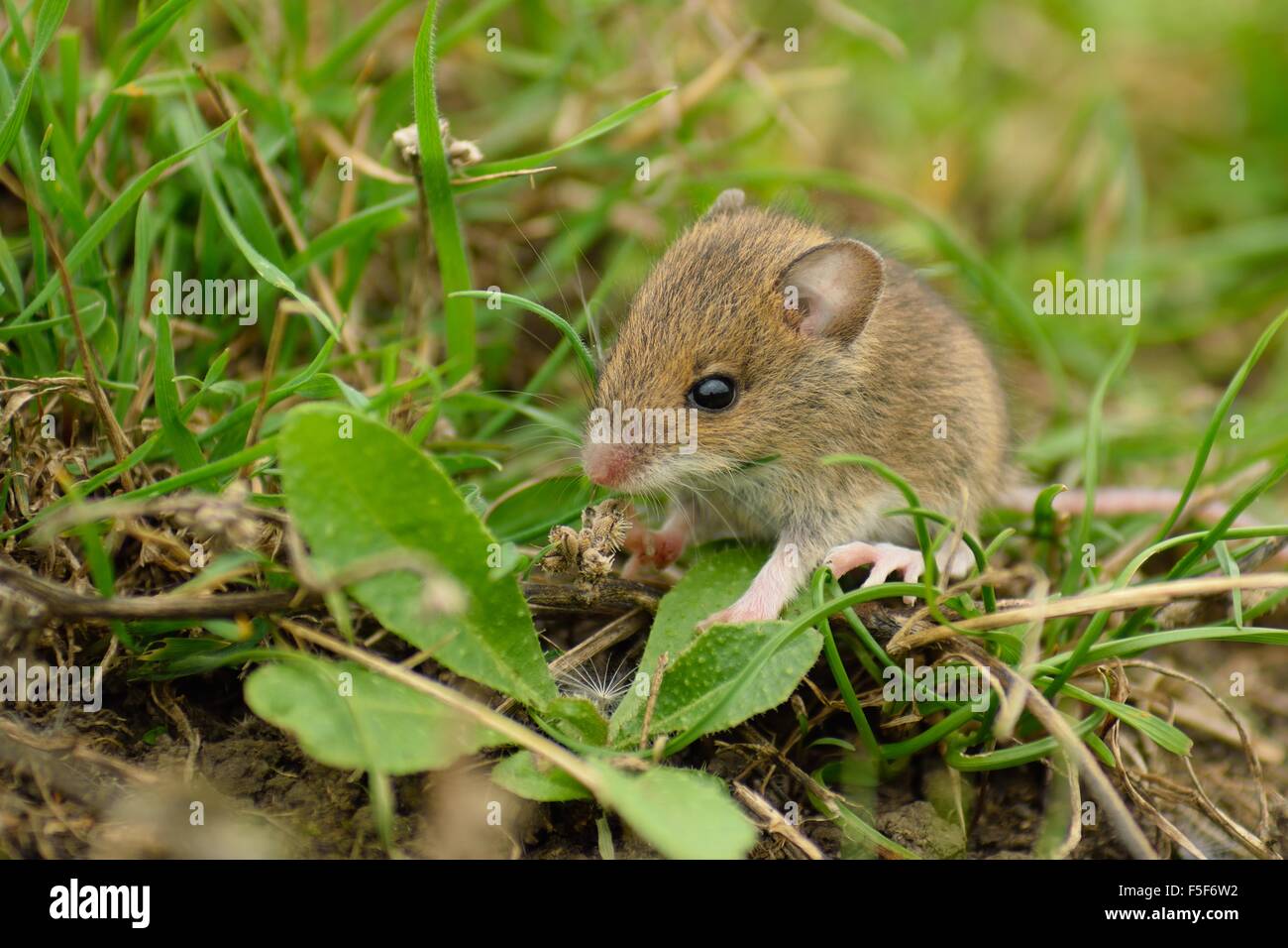Un ratón de madera (Apodemus sylvaticus) forrajes de alimentos entre la hierba Foto de stock