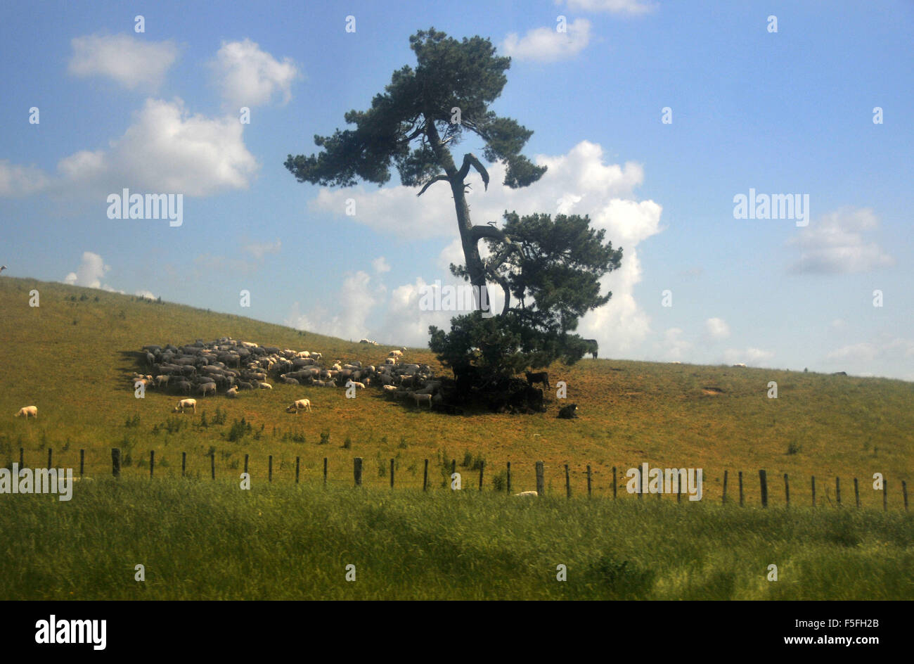 Ovejas buscan protección de sombra bajo el árbol cerca de Hobbiton movie set, Matamata, Isla del Norte, Nueva Zelanda Foto de stock