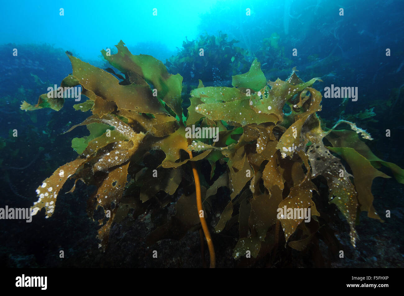 Alga Ulva o lechuga de mar, Ulva lactuca, pobres Caballeros, Reserva Natural de las Islas de la Bahía de las islas, Nueva Zelanda Foto de stock
