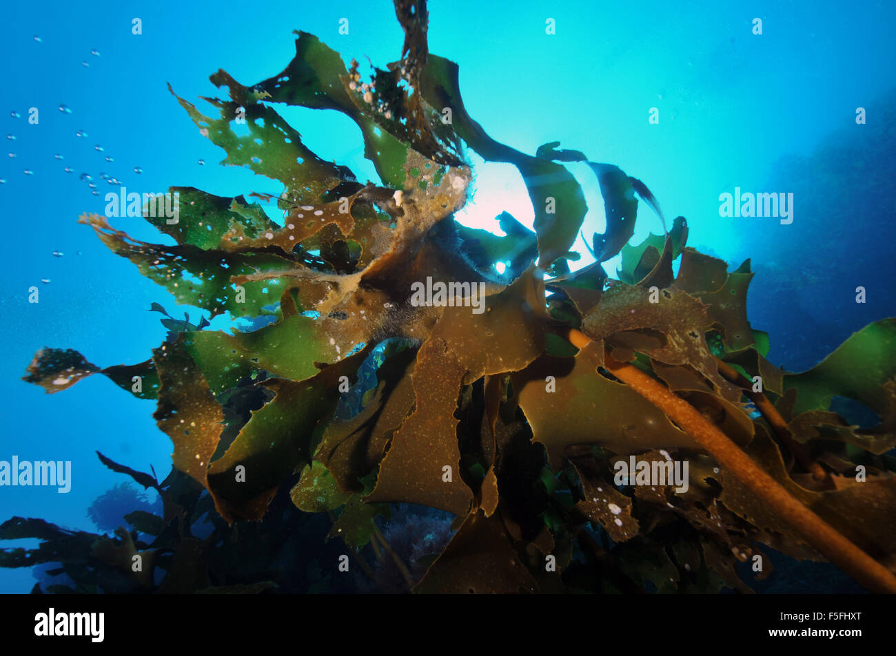 Alga Ulva o lechuga de mar, Ulva lactuca, pobres Caballeros, Reserva Natural de las Islas de la Bahía de las islas, Nueva Zelanda Foto de stock