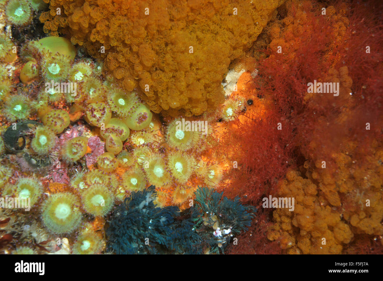 Joya Anthozoans anémonas, Corynactis viridis, entre corales y esponjas, pobres Caballeros Reserva Natural de las islas, Nueva Zelanda Foto de stock