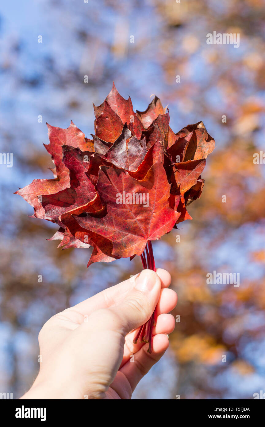 Hoja de otoño rojo en las niñas mano con colores de otoño en bokeh de fondo. Foto de stock