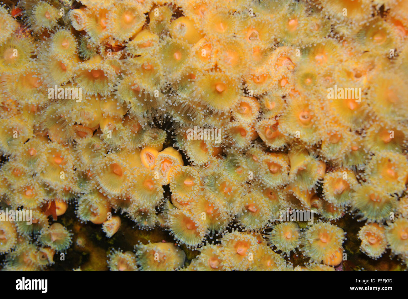 Joya Anthozoans anémonas, Corynactis viridis, pobres Caballeros, Reserva Natural de las Islas de la Bahía de las islas, Nueva Zelanda Foto de stock