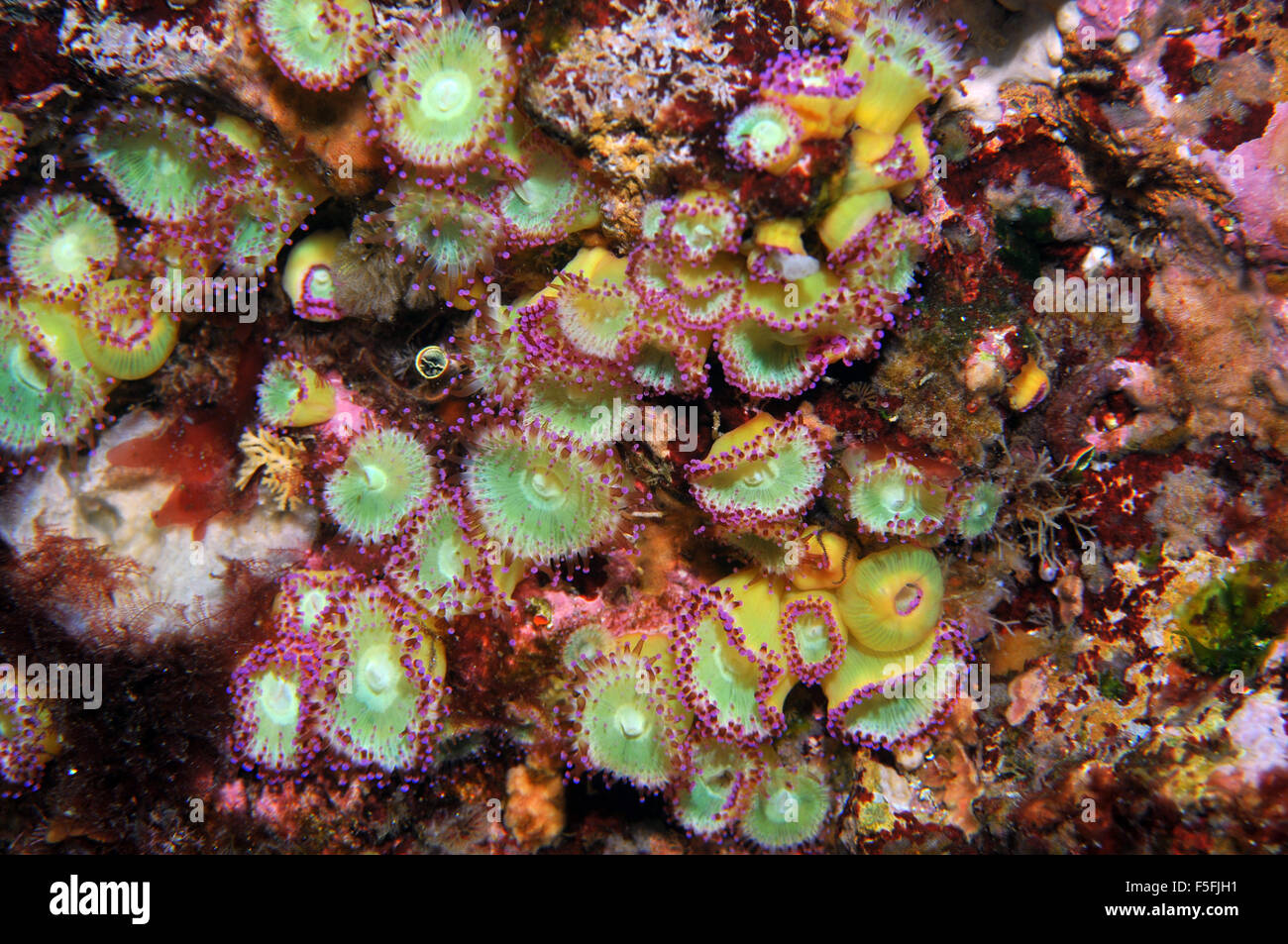 Joya Anthozoans anémonas, Corynactis viridis, pobres Caballeros, Reserva Natural de las Islas de la Bahía de las islas, Nueva Zelanda Foto de stock