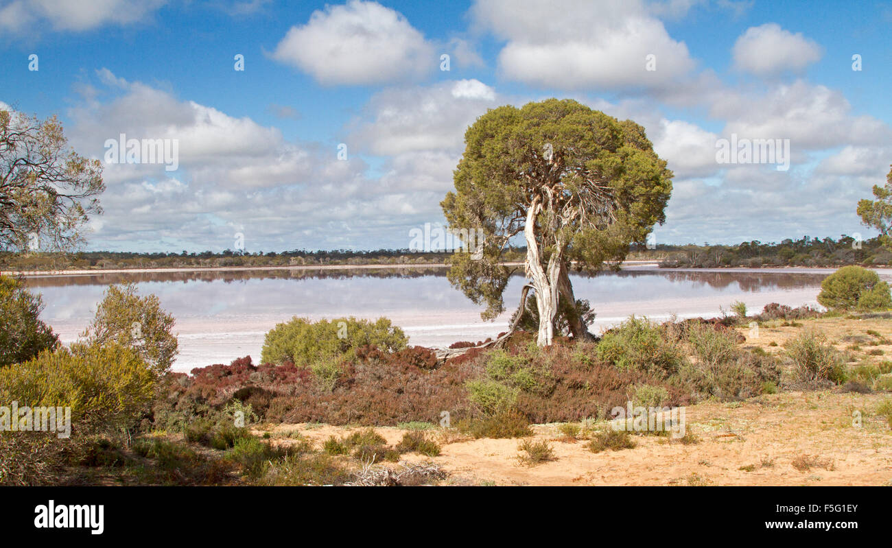Vista panorámica del lago Crozier con inusuales coloración rosa de aguas tranquilas bajo un cielo azul, Murray Sunset Parque Nacional Victoria outback Australia Foto de stock
