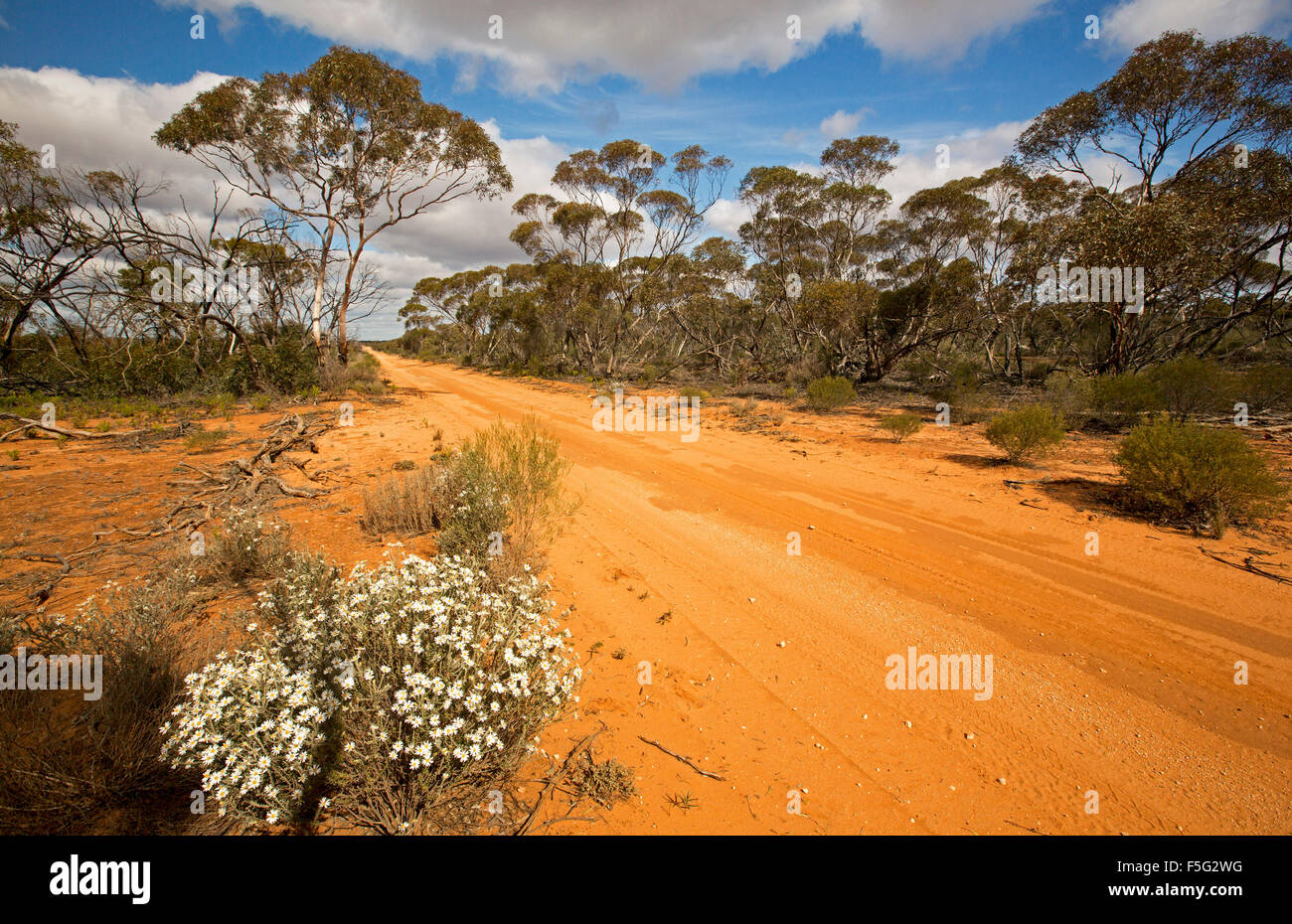 Arena roja outback vía bordeado por flores silvestres y bosques mallee bajo un cielo azul en Murray Sunset National Park, Victoria, Australia Foto de stock