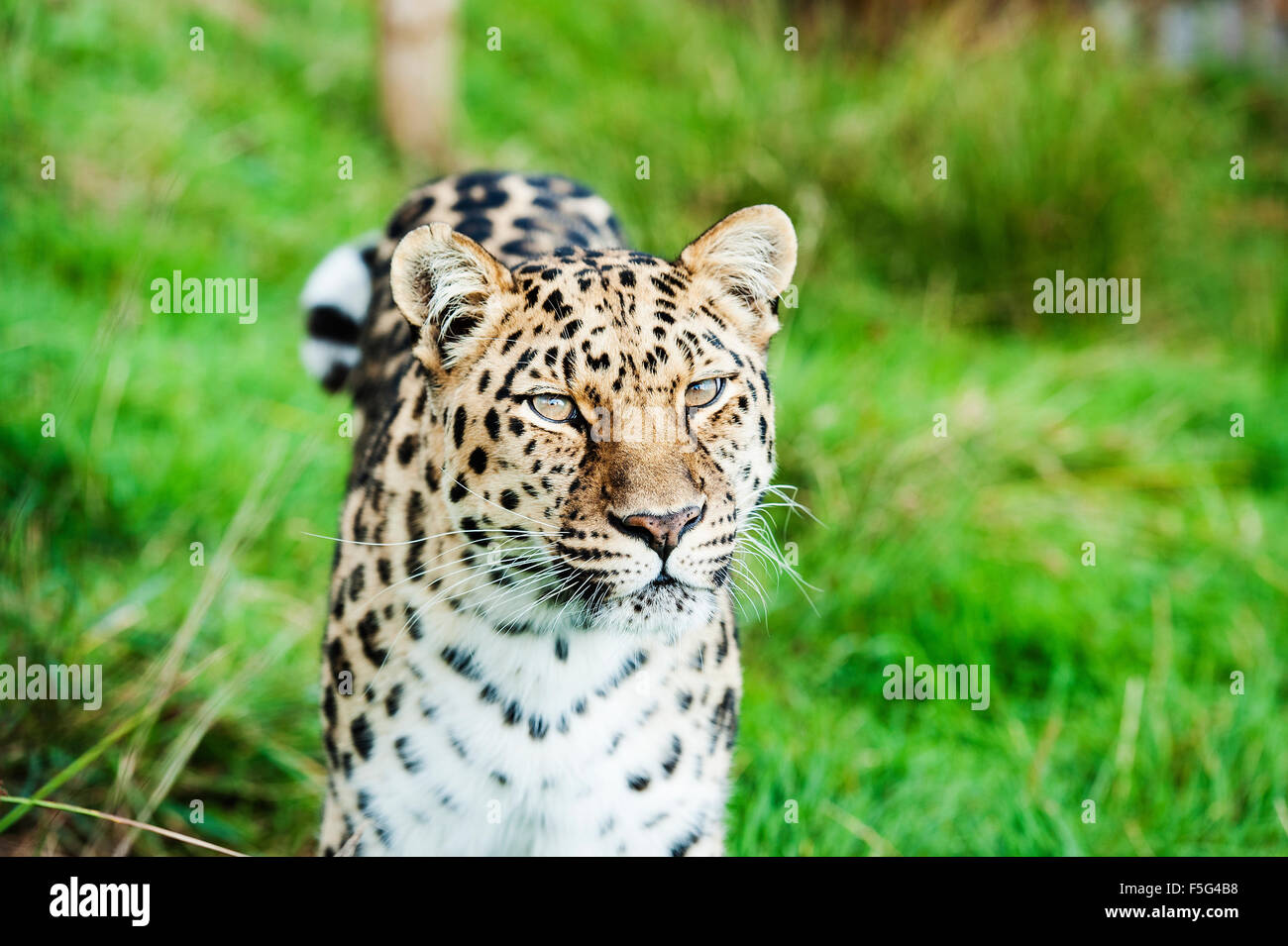 Un leopardo de Amur, también conocido como el leopardo del lejano oriente. Foto de stock