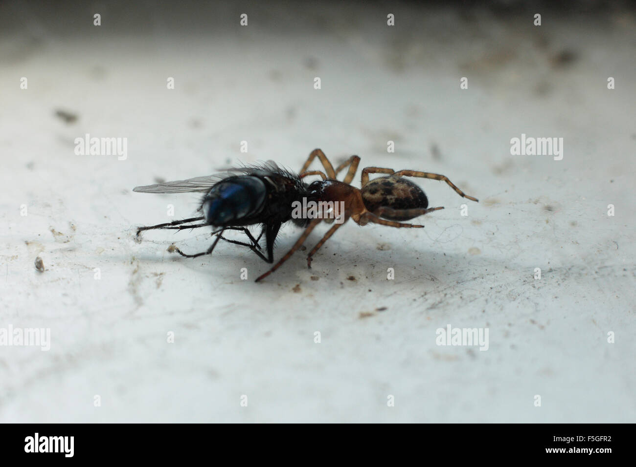 Una araña Laceweb mata a una mosca Bluebotle Foto de stock