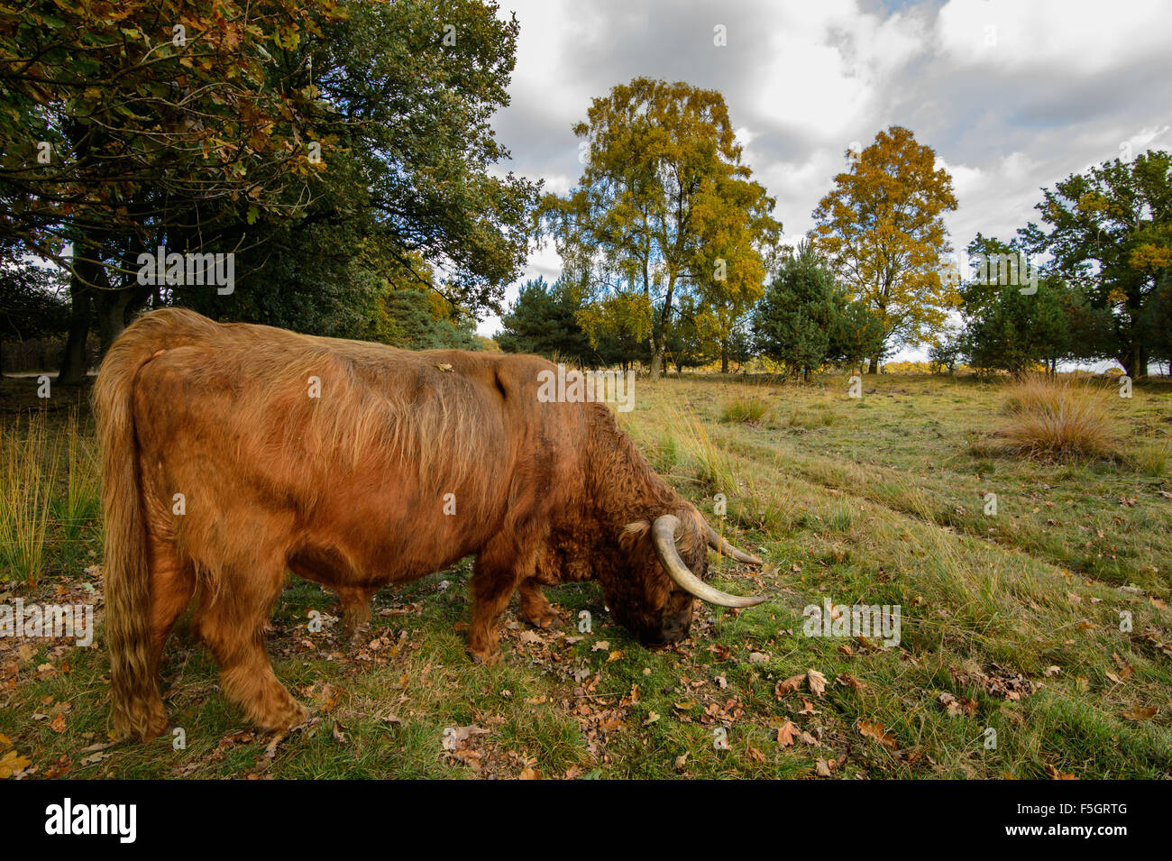 Scottish Highland ganado pastando en la reserva natural bosque Deelerwoud Veluwe, Países Bajos Foto de stock