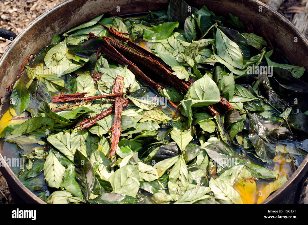 La ayahuasca y chakruna hojas cocidas antes de la ceremonia, Pucallpa, Perú Foto de stock