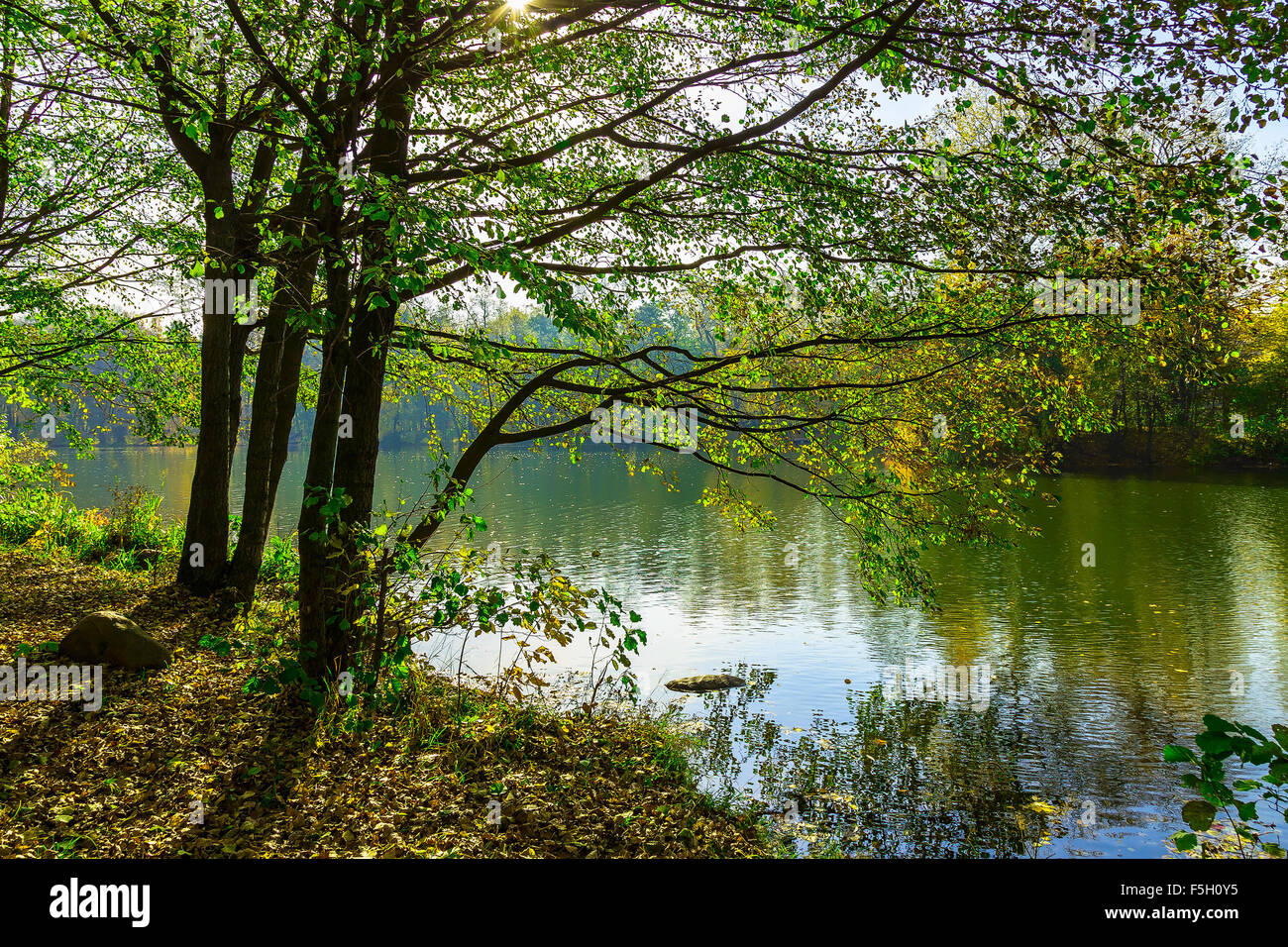 Los árboles con ramas sobre el lago en el soleado día de otoño Foto de stock