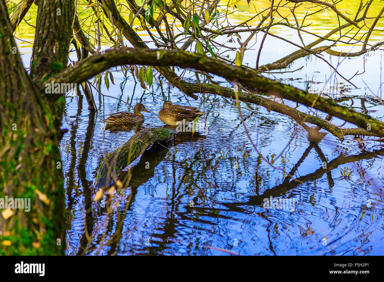 Patos nadando cerca de árbol en agua a día soleado Foto de stock