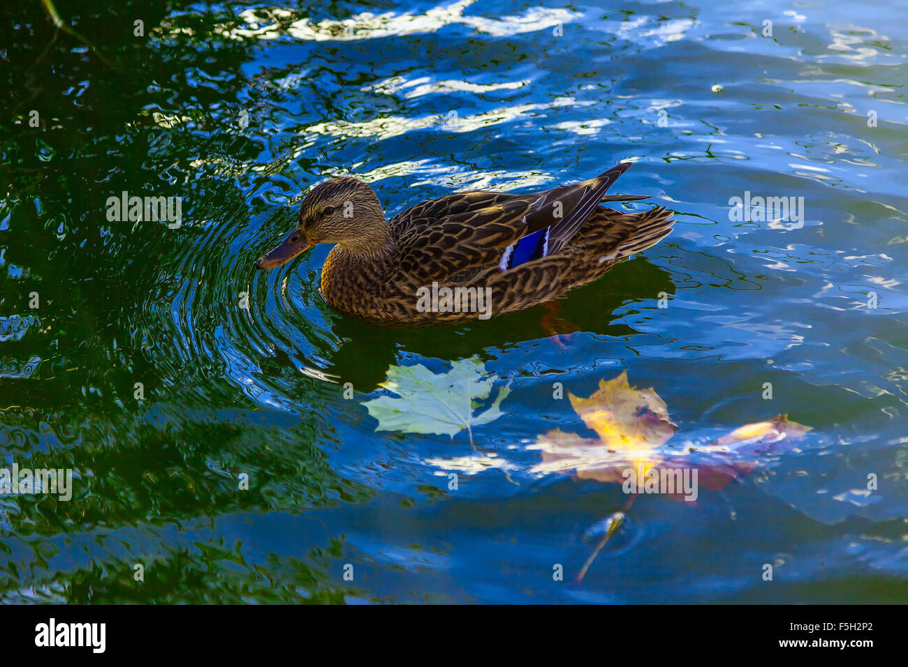Pato en agua Closeup en día soleado Foto de stock