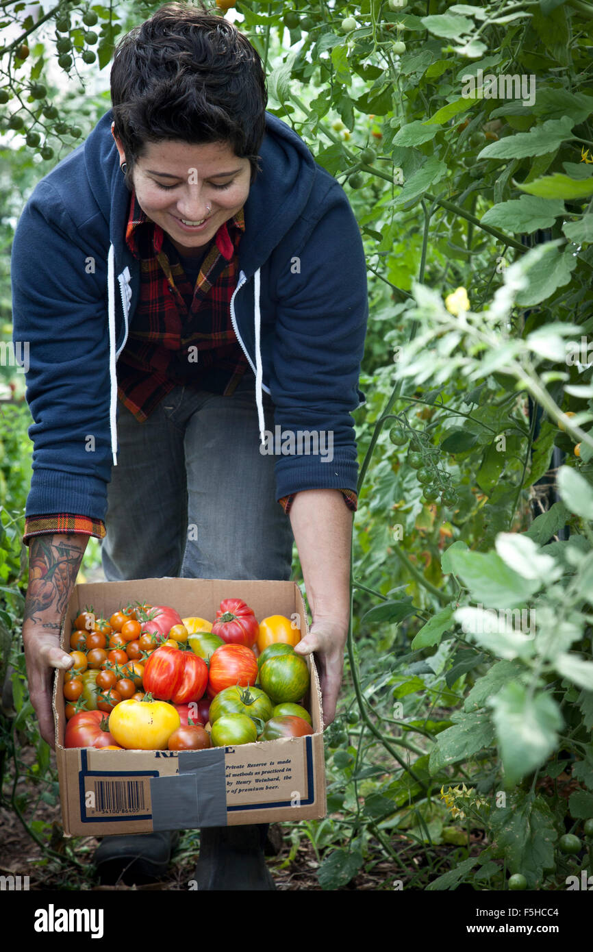 Mujer joven mira hacia abajo a los tomates recién cosechados ha puesto en una caja de cartón superficial Foto de stock