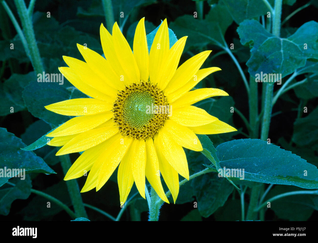 Girasol perenne fotografías e imágenes de alta resolución - Alamy