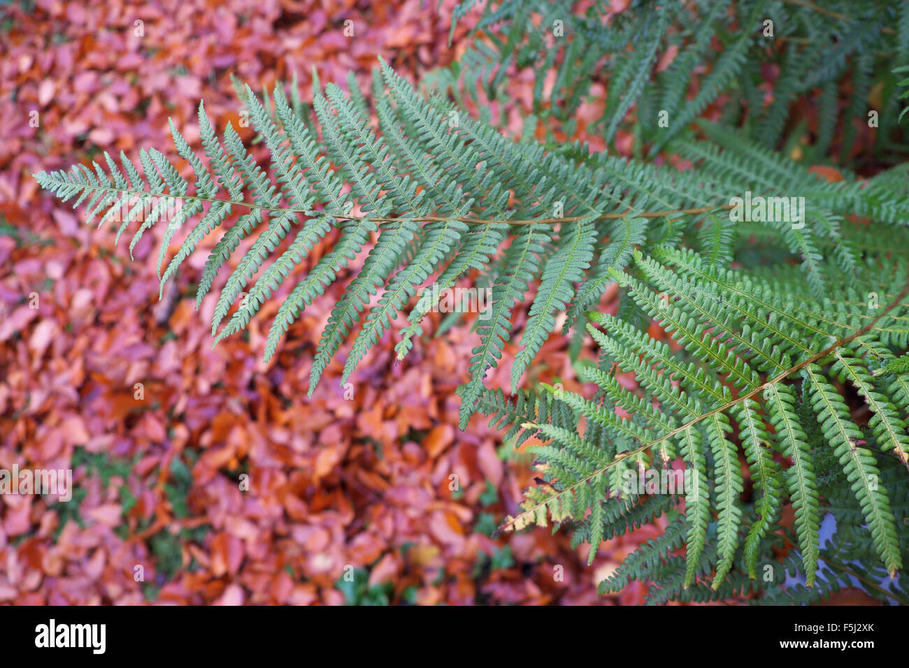 Otoño helechos verde contraste con hojas de hayas de cobre caídos en octubre UK Foto de stock