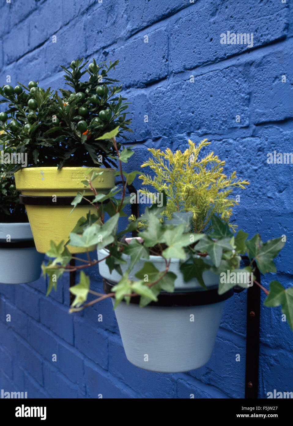 Close-up de hiedra verde y pequeños arbustos en macetas en un jardín de pared pintada de azul Foto de stock