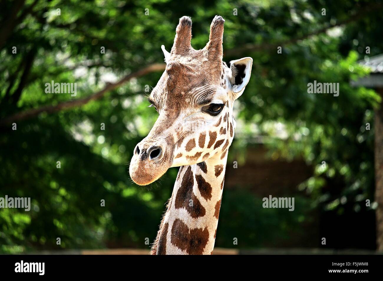 Bello retrato - Cabeza de jirafa, Camelopardalis Foto de stock