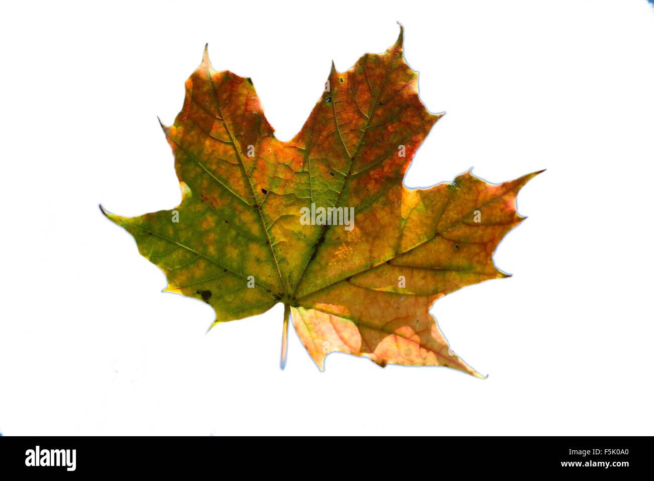 La caída de las hojas de otoño de color Foto de stock