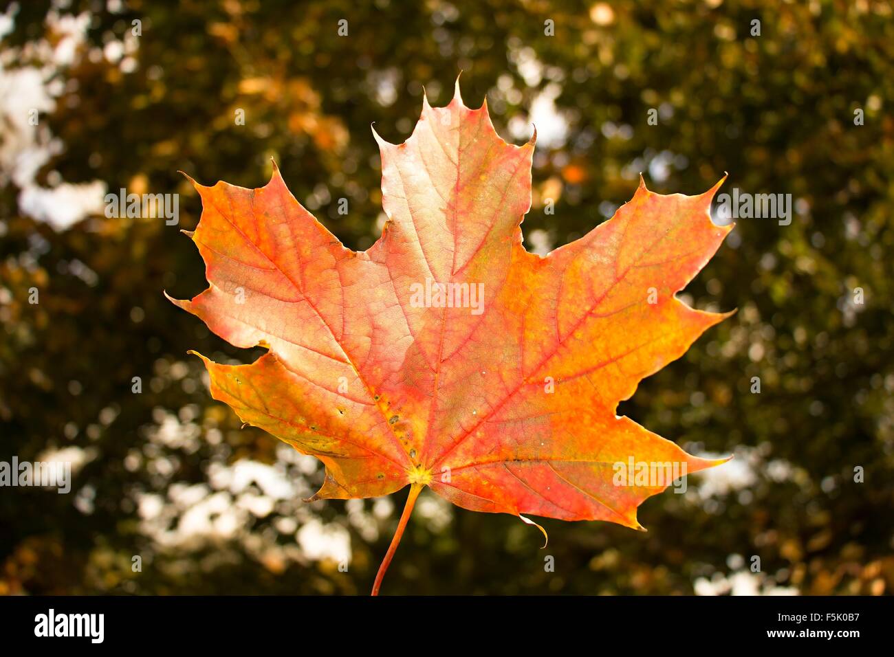 La caída de las hojas de otoño de color Foto de stock