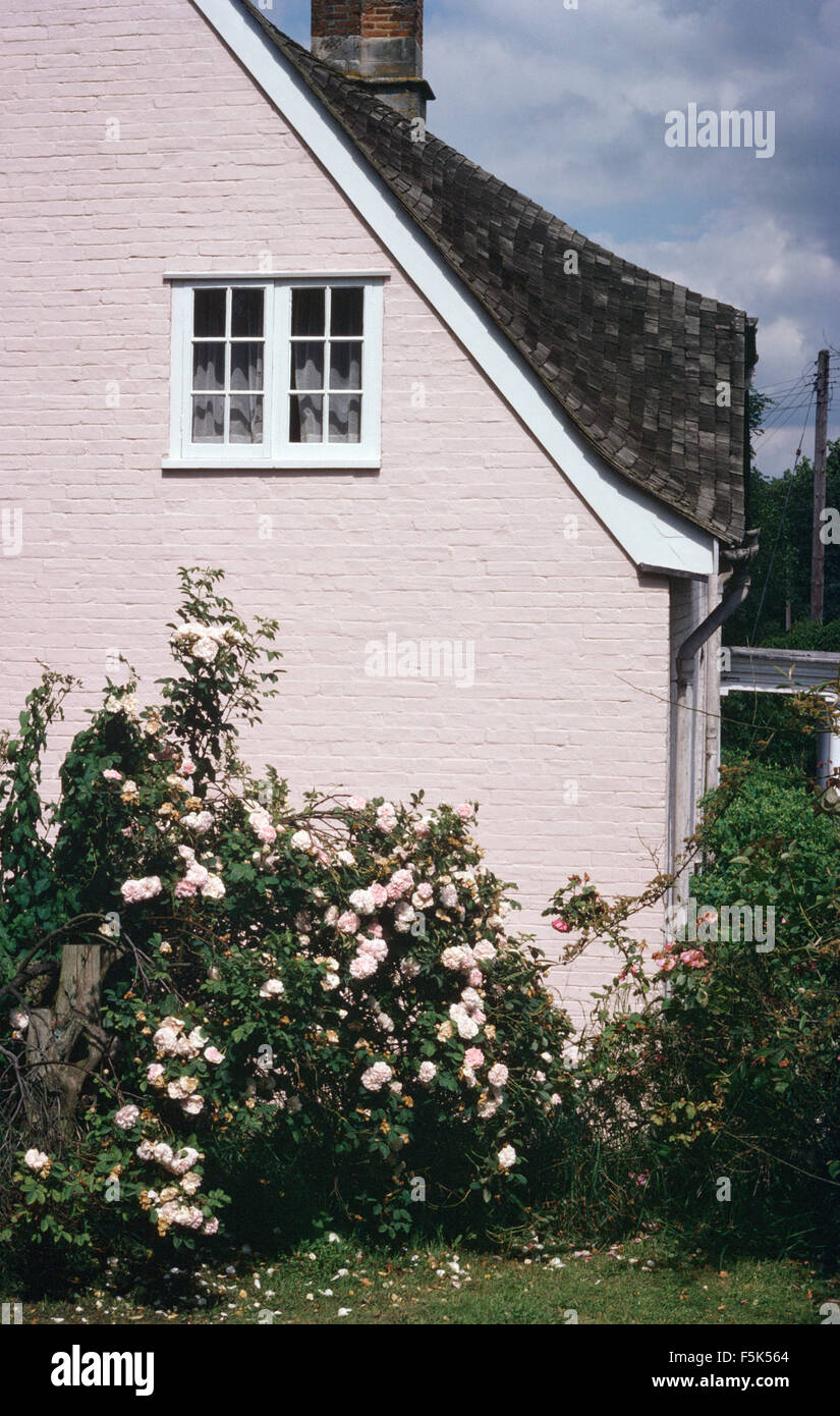 Rosas rosas contra una casa pintada de color rosa pálido Foto de stock