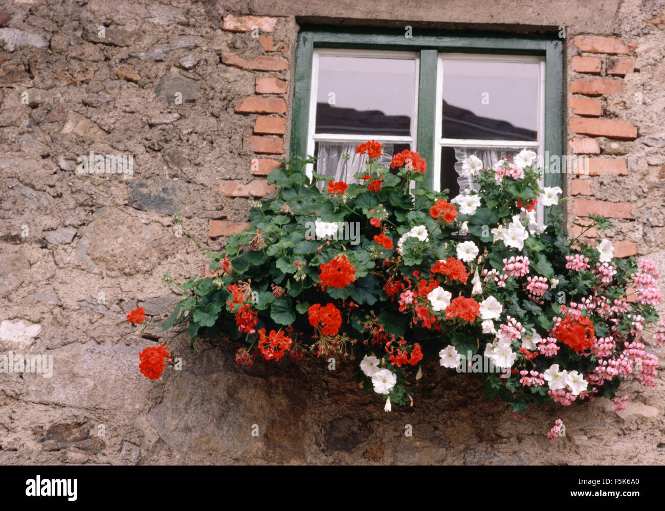 Geranios rojos y blancos en la ventana de verificación petunias Foto de stock