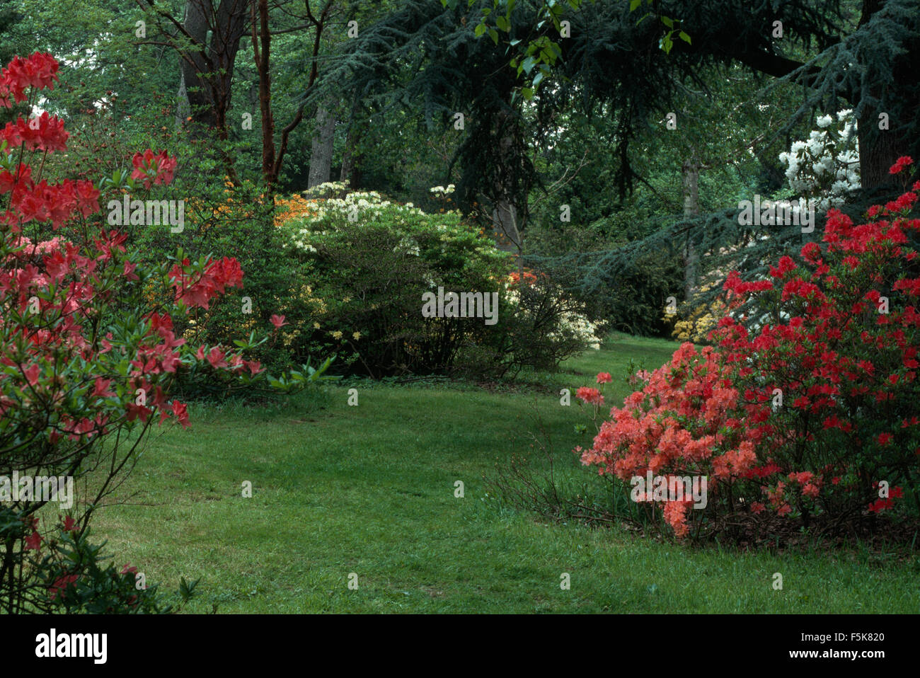 Grandes azaleas fotografías e imágenes de alta resolución - Alamy