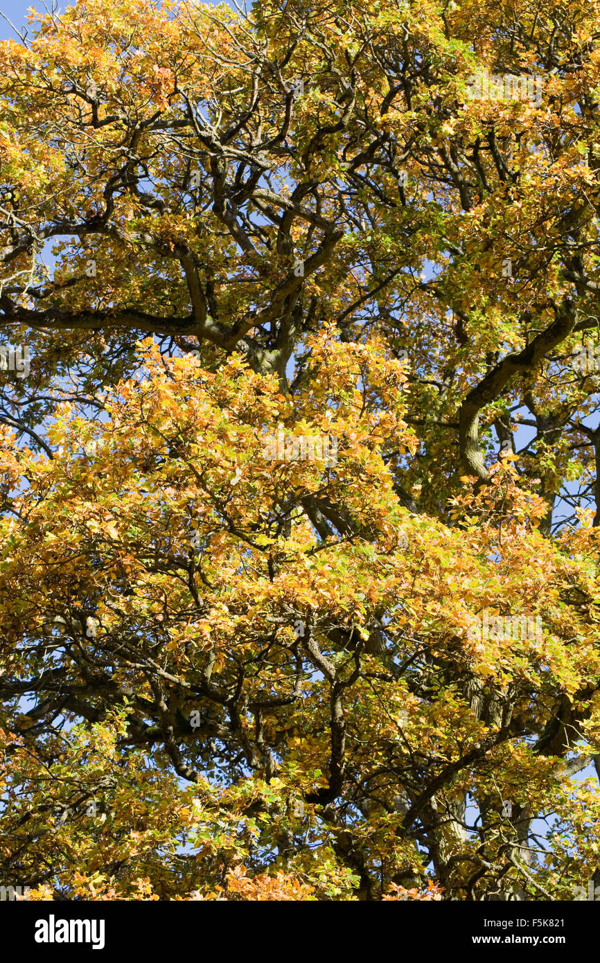 Quercus robur. English roble en otoño. Foto de stock