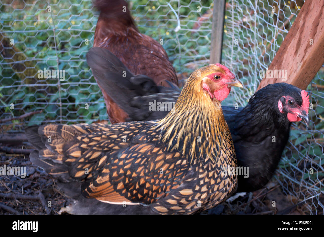 La ovipostura pollos orgánicos Foto de stock