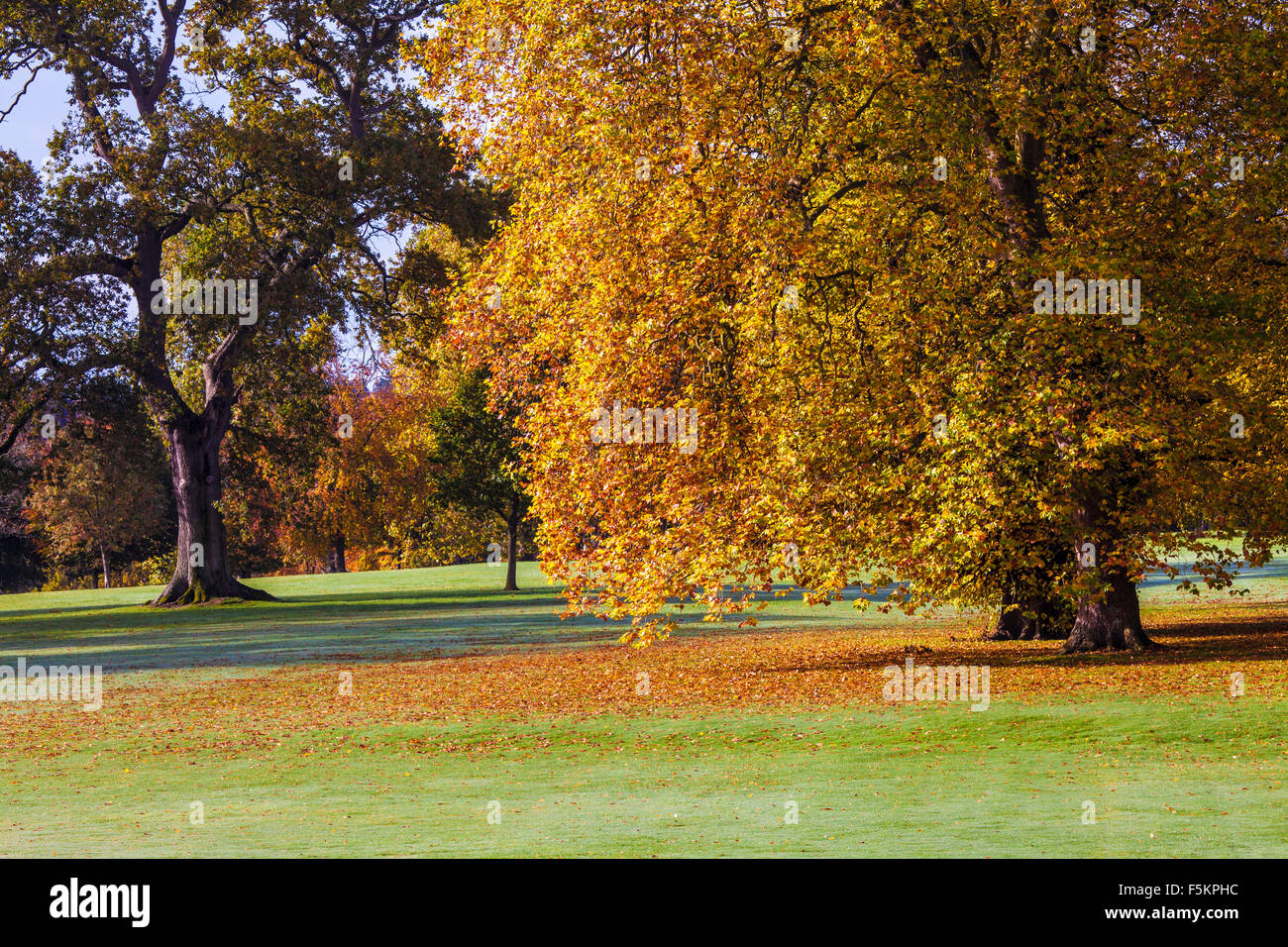 El Parkland en el Bowood Estate en Wiltshire en otoño. Foto de stock
