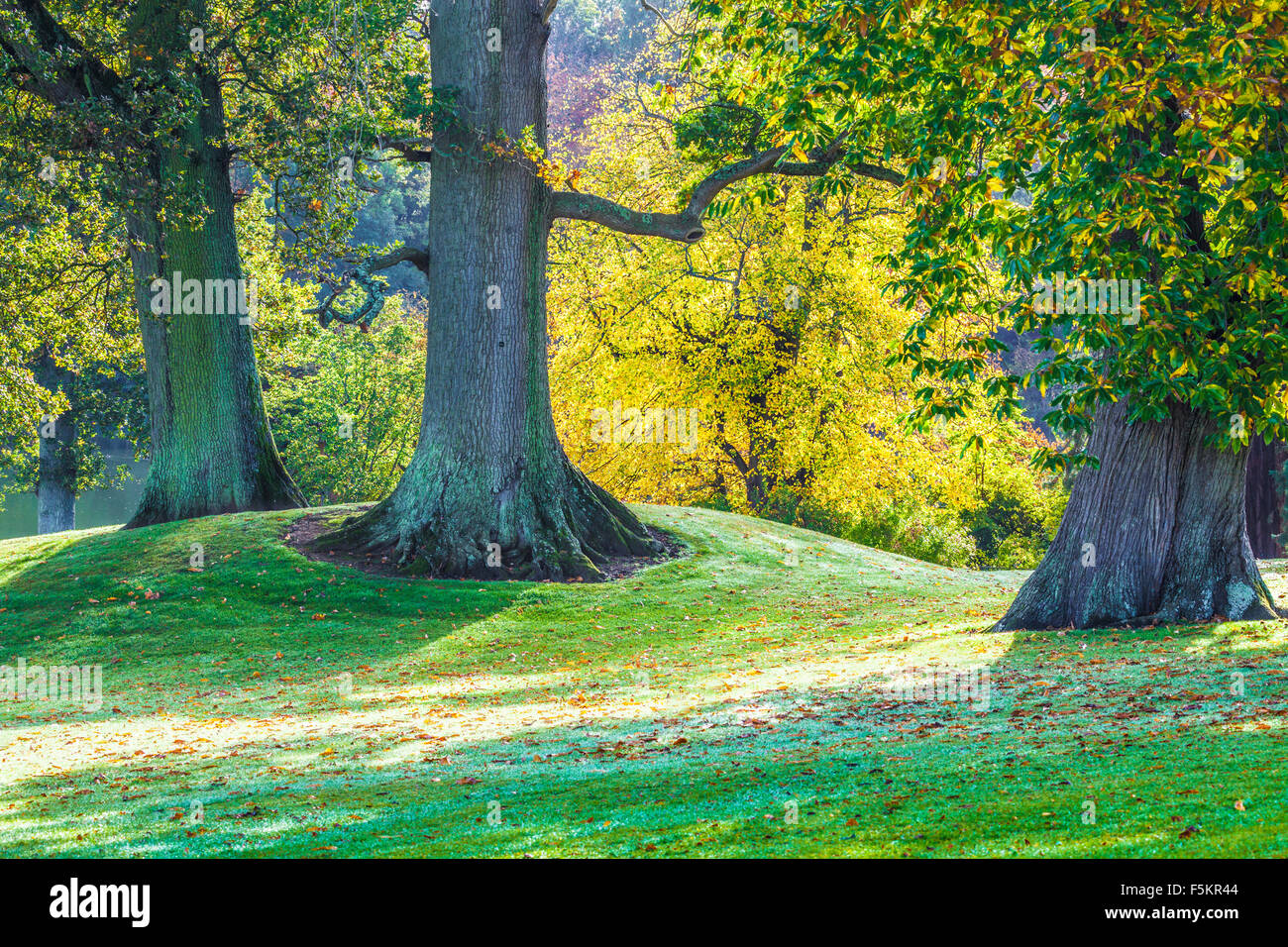 Robles, Quercus robur, en el Parkland en el Bowood Estate en Wiltshire en otoño. Foto de stock