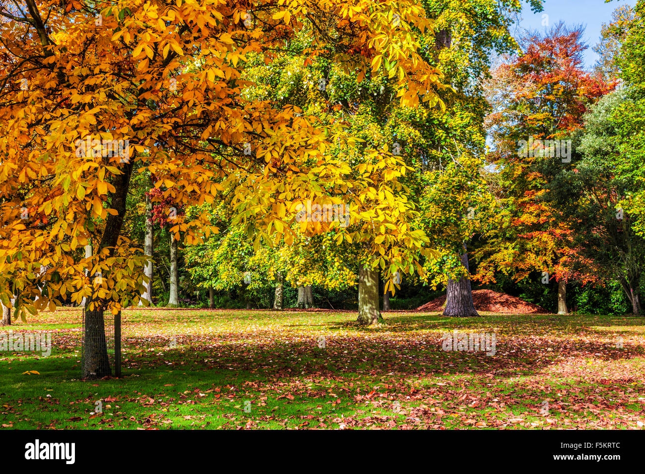 El Parkland en el Bowood Estate en Wiltshire en otoño. Foto de stock