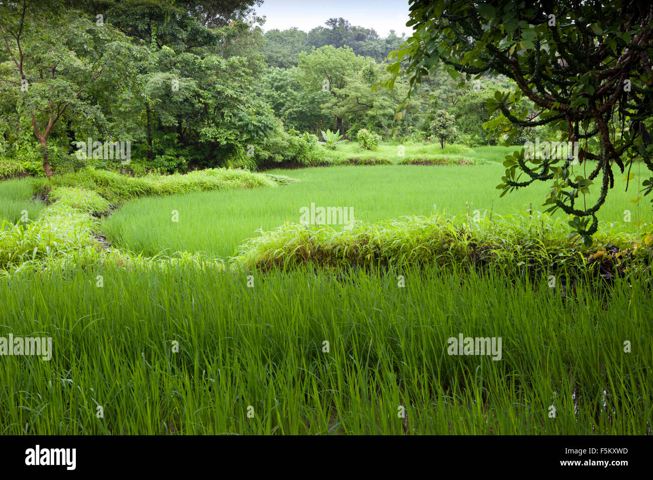 Arrozales verdes, raigad, Maharashtra, India, Asia Foto de stock