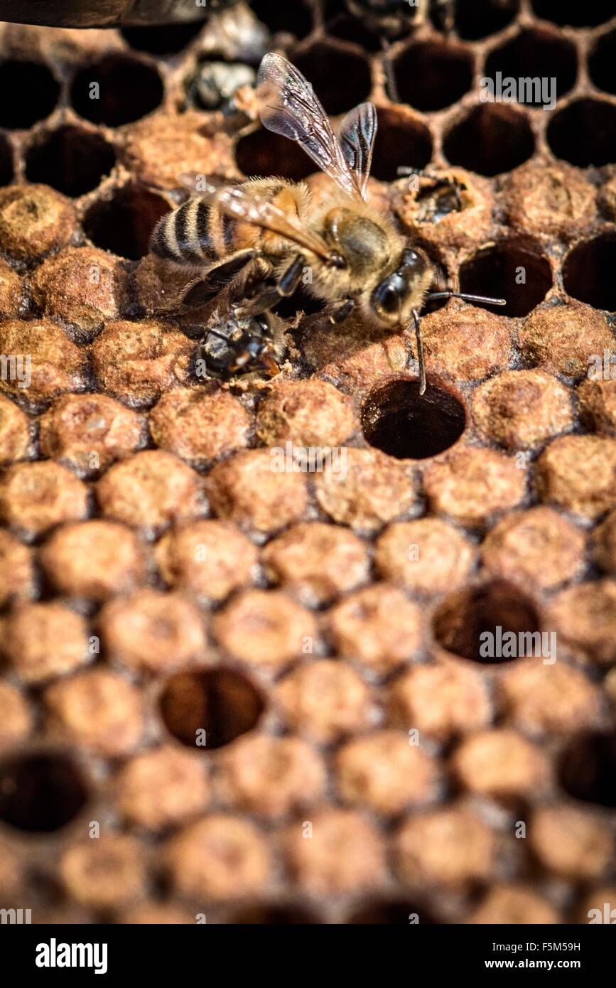 Abeja en un panal de abejas ayudar a otro a salir del capullo, close-up Foto de stock