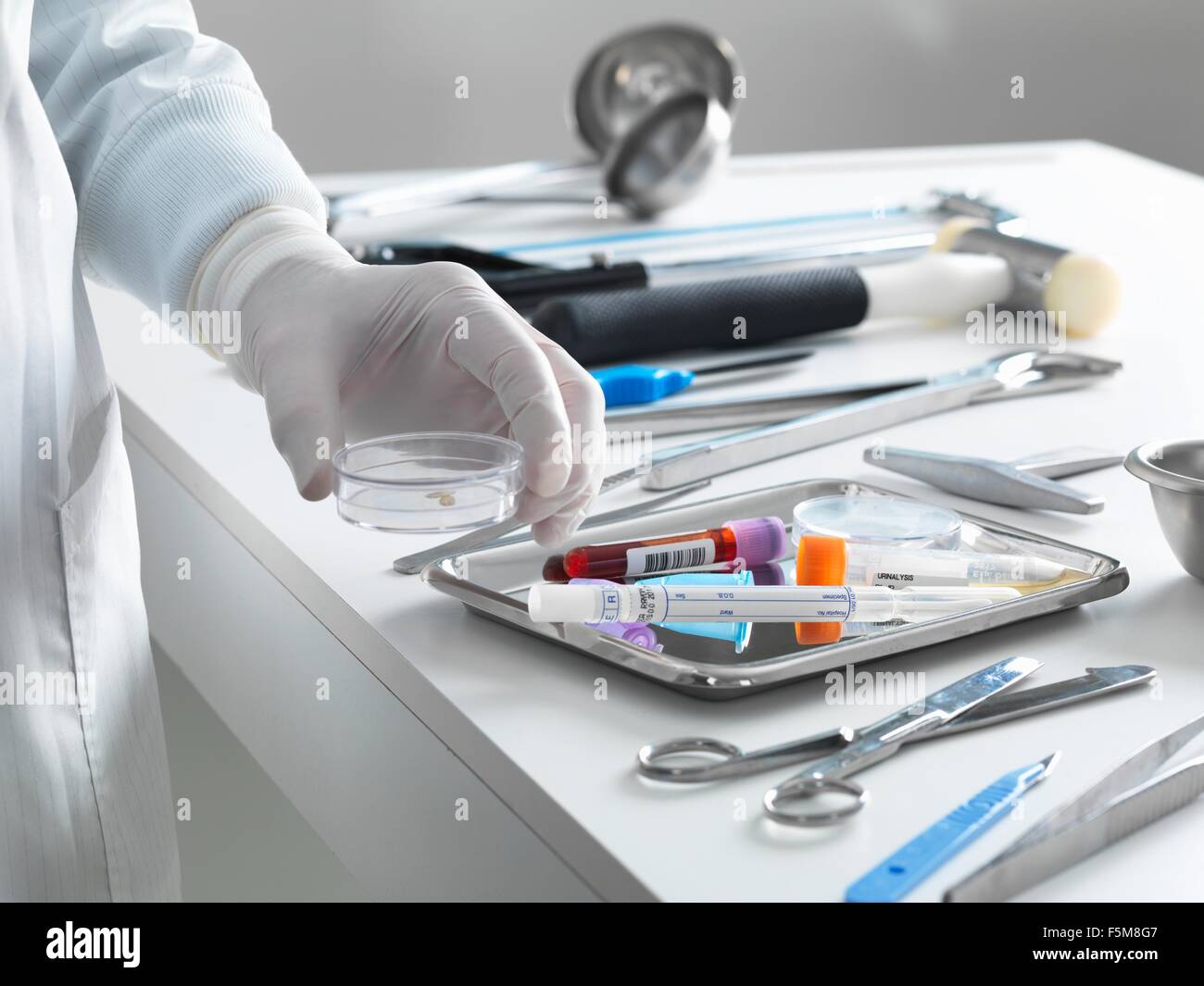 Patólogo tomar una muestra para su análisis durante una autopsia Foto de stock