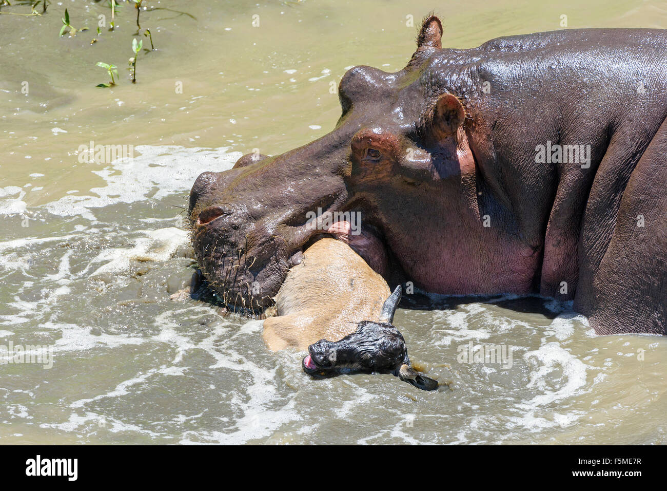 Hipopótamos (Hippopotamus amphibious) matar ñus (Connochaetes roperinus) pantorrilla, comportamiento inusual, Masai Mara Foto de stock