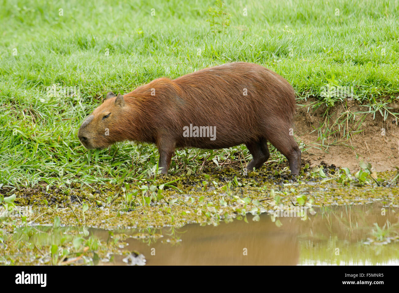 Los capibaras (Hydrochoerus hydrochaeris), el Pantanal, Mato Grosso, Brasil Foto de stock