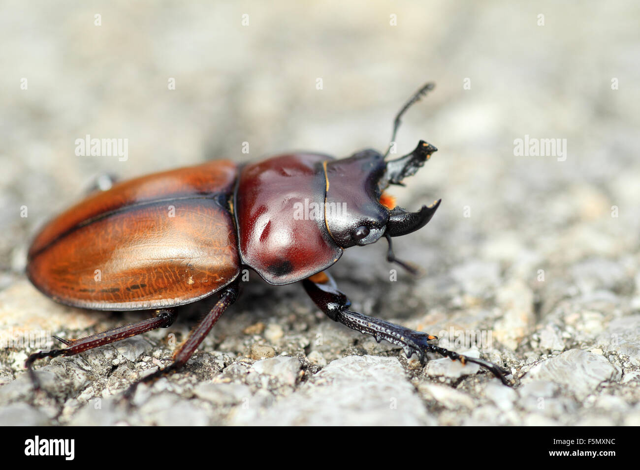 Brown japonés stag beetle (Neolucanus insularis) en Japón Foto de stock
