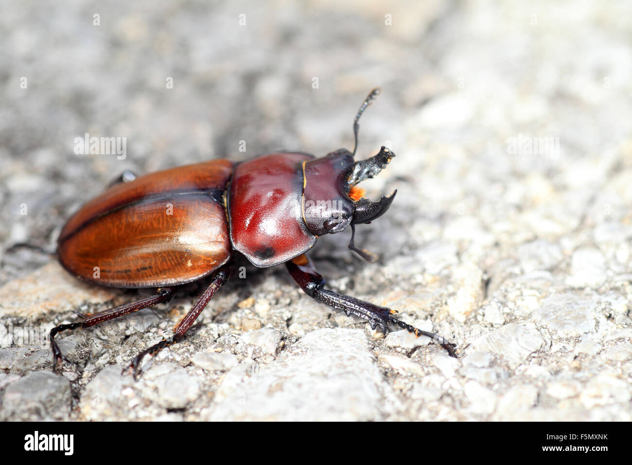 Brown japonés stag beetle (Neolucanus insularis) en Japón Foto de stock