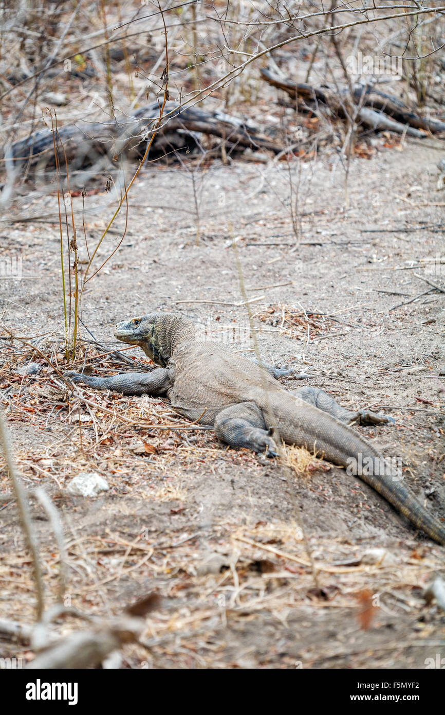 El Lagarto Más Grande Dragón De Komodo Varanus Komodoensis En El Medio Silvestre Indonesia 2519