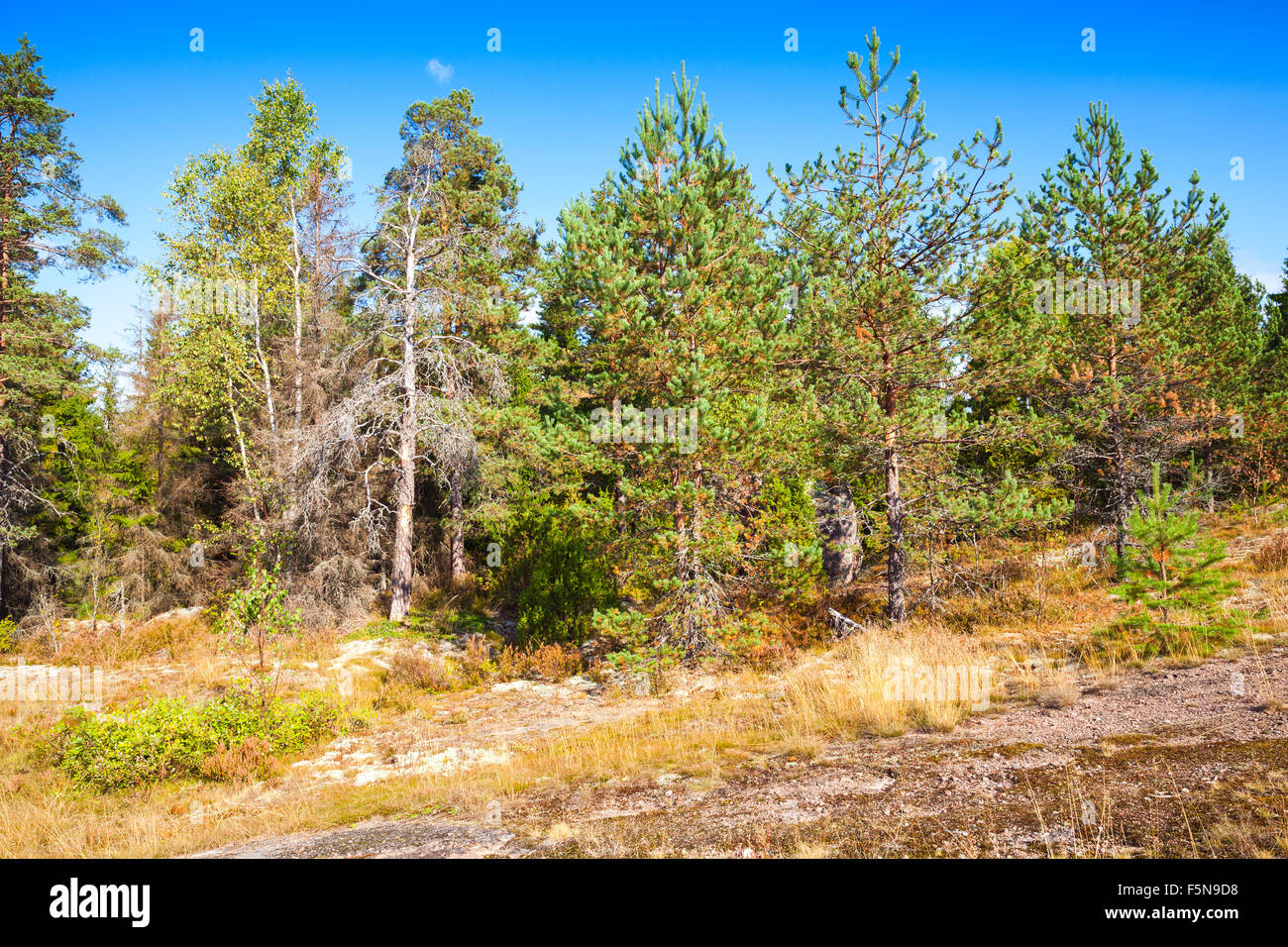 Paisaje natural salvaje, borde de bosque de Karelia, Rusia Foto de stock