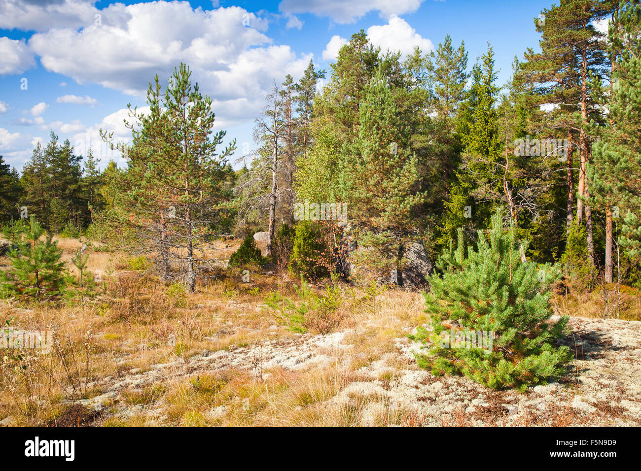 Paisaje natural salvaje, bordes de bosques en Karelia, Rusia Foto de stock