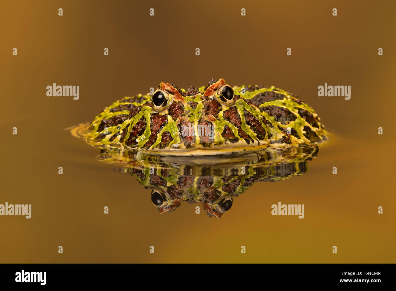 Horned Frog argentino (Ceratophrys ornata) Foto de stock