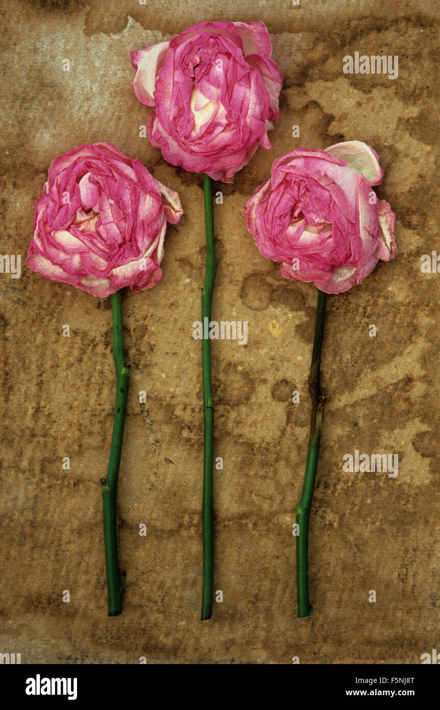 Tres rosas blancas y de color rosa pálido con tallos largos y